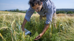 Pflanzen, CROPDIVA, Linsen